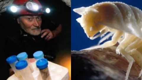 罗马尼亚莫维莱洞揭秘