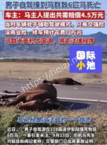 游客自驾撞马群